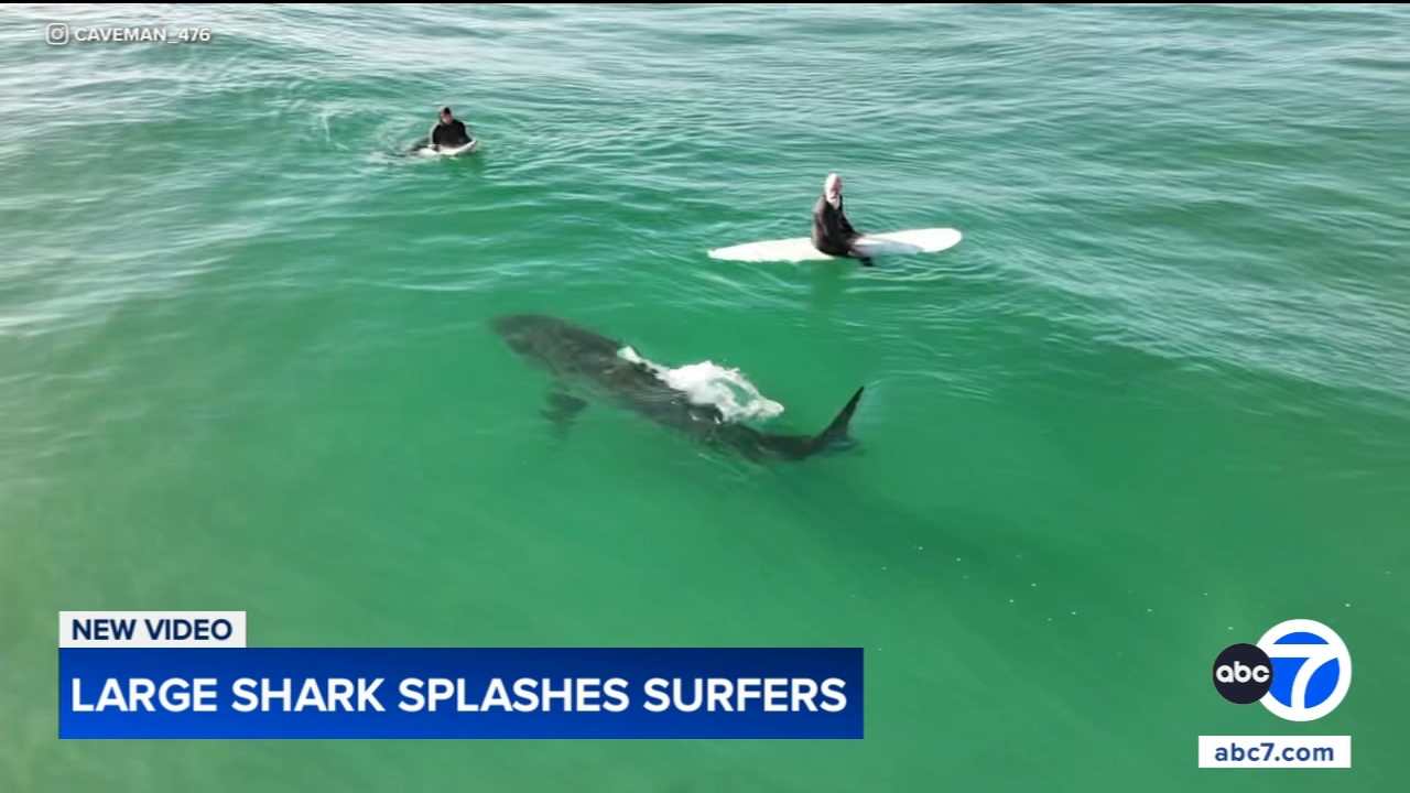 Shark swims near surfers, splashes one with its tail in close encounter off California coast, video shows
       — La Grange Sports news